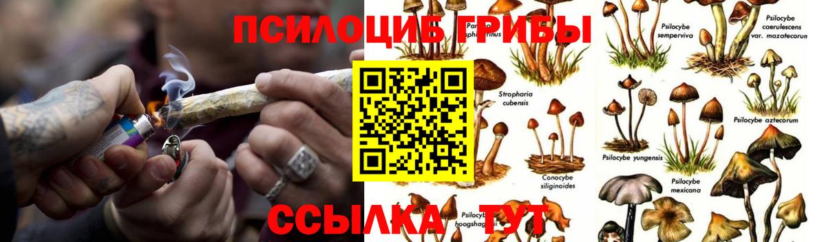 Вичуга  купить  цена  Вход с VPN  Псилоцибиновые грибы Psilocybe 